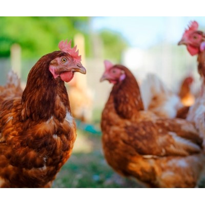 Elevage des petits animaux